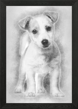Jack Russell cucciolo 3 mesi