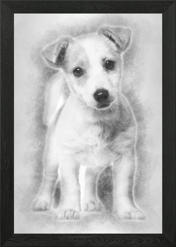 Jack russell cucciolo mesi - russell,