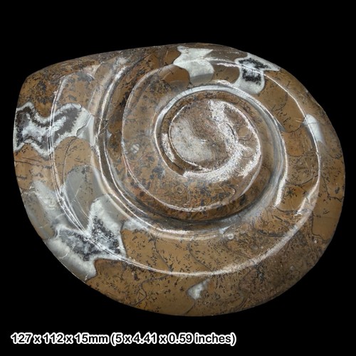 Cut polished goniatite fossil - goniatite,