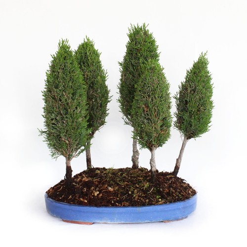 Bonsai cupressus sempervirens - cupressus,