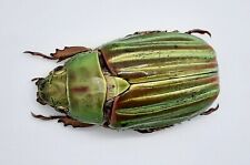 Rutelinae, Chrysina adelaida