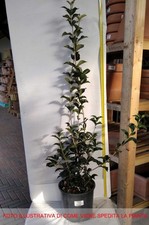 1 PIANTA DI OSMANTHUS