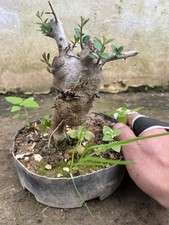 Bonsai  Olivastro Come In Foto
