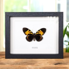 Taxidermy Tiger Butterfly