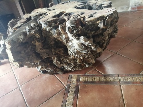 Tavolo radice ulivo - tavolo, in