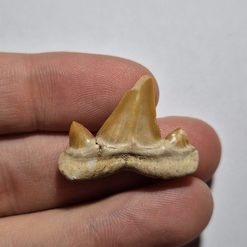 Dente fossile squalo - di,