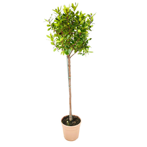 Pianta albero corbezzolo - pianta,