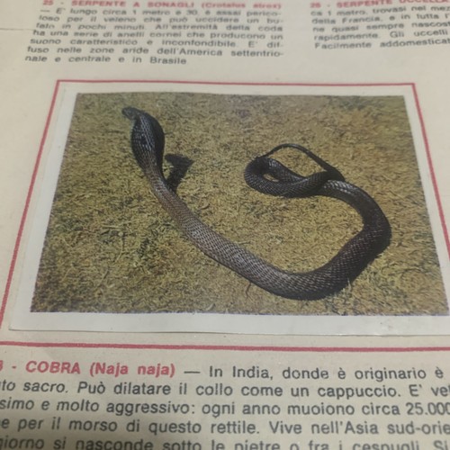 Figurina animali ed - n.,