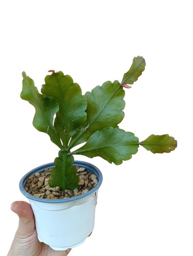 Rhipsalis oblonga pianta