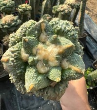 Raro Ariocarpus Fis Hybird