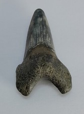 Otodus obliquus fossil shark tooth, Eocene, Sheppey, Kent, UK.