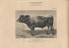 Stampa antica TORO di razza