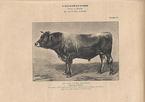 Stampa antica toro - di, razza