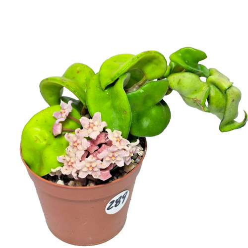 Hoya carnosa compacta ø8 cm - compacta,