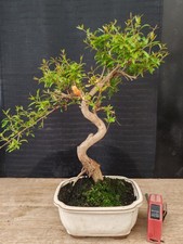 Bonsai melograno h 36 - ,