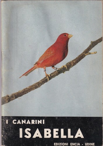 Canarini isabella encia - , i