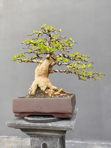Foto reali bonsai di - -,