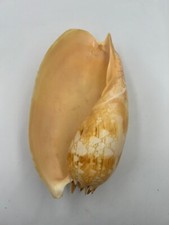 Grande conchiglia Melo Amphora vintage circa 17 cm lunghezza