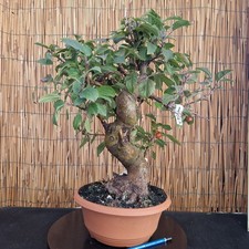 Bonsai di Melo h 53cm Visita