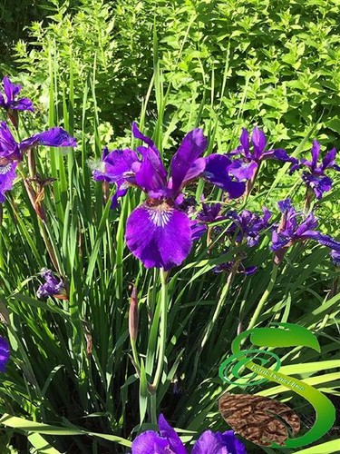 20x iris pseudacorus - pseudacorus, orchideen