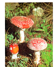1971 AMANITA MALEFICA JUGENDHERBERGSWERK  GERHARD KALDEN FUNGO FLIEGENPILZ