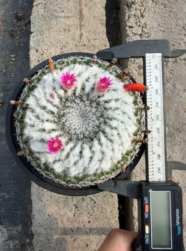 Mammillaria brauneana