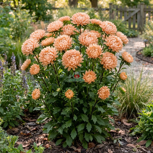 Aster peony duchessa albicocca - aster,