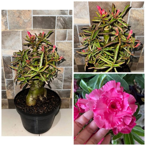 Bonsai adenium obesum - di,