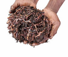 Lombrichi Rossi Californiani