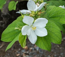 5 SEMI DI BAUHINIA ACUMINATA