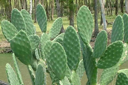 Talea opuntia - 1, "talea"di