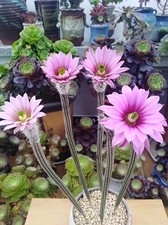 multitesta Echinocerteus