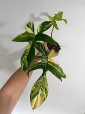 Philodendron ‘Florida