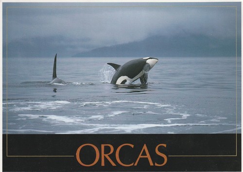 Cartolina orca killer whale - orca, wa
