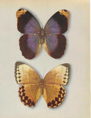 Stampe antiche originali - antiche,