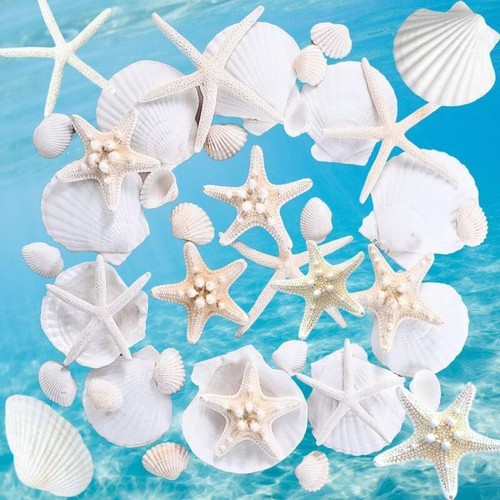 24pcs conchiglie mare - 24pcs, di