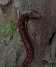 Bastone da passeggio in legno