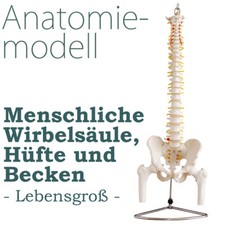 Colonna vertebrale umana - , a