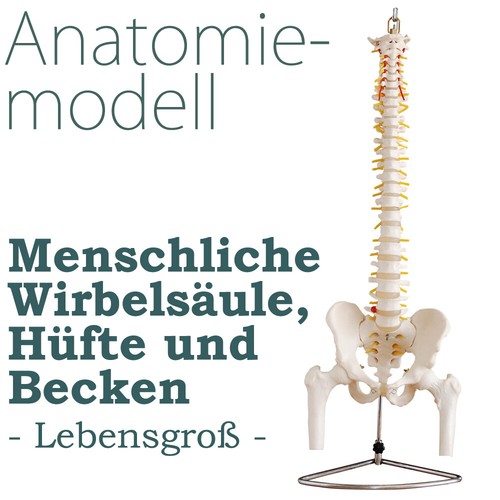 Colonna vertebrale umana - , a