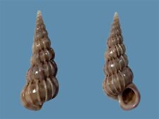 Epitoniidae, Epitonium turtonis, Arcipelago Toscano, Italy, 24,5 mm, QUALITY