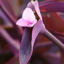 TRADESCANTIA PALLIDA PURPUREA  - Purple (erba miseria) N.3 Talee