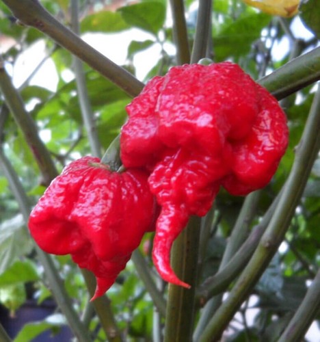 Semi peperoncino - semi,
