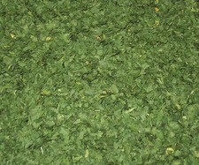 PREZZEMOLO A FOGLIE  (Sicilia