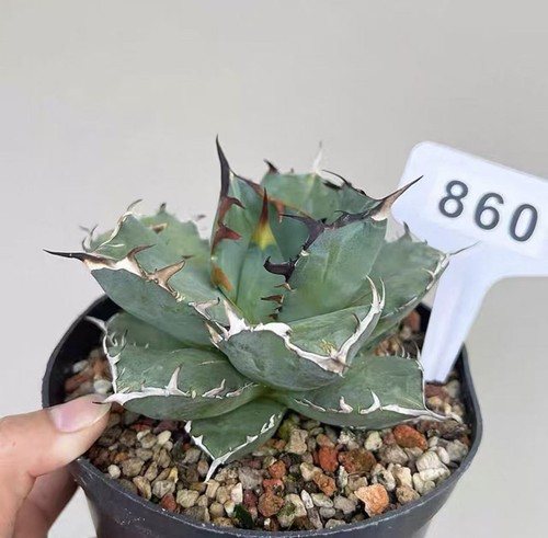 1pcs pot 14cm sale rare - 1pcs,