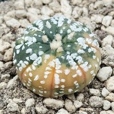 Astrophytum Asterias