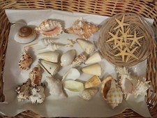 Lotto 22 conchiglie shell