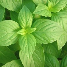 150 SEMI DI BASILICO ANICE