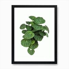 Nerve Plant (Fittonia
