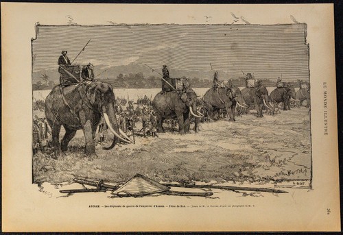 1884 elefanti da - -,