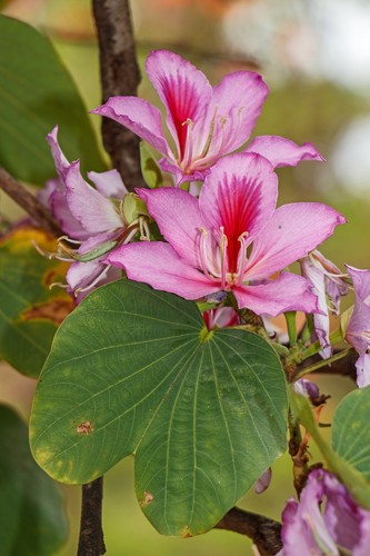 Bauhinia variegata seeds - bauhinia, (5